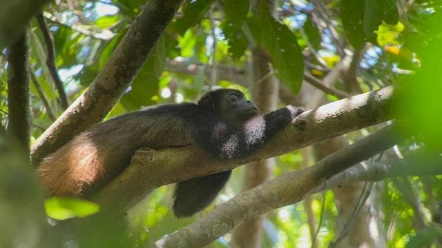 From Puerto Jimenez: Corcovado National Park Full-Day Tour