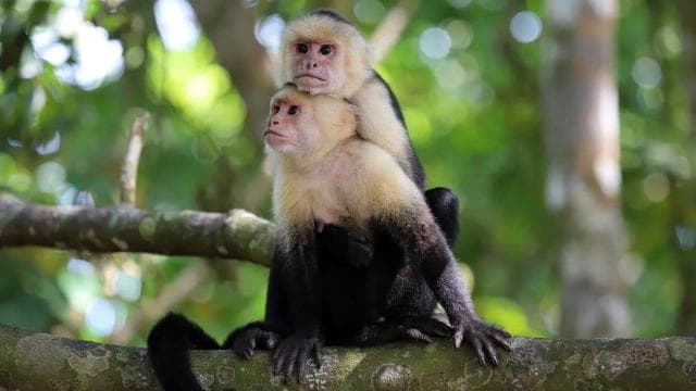 Costa Rica: Guided Nature Hike in Cahuita National Park