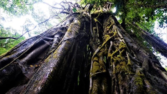 Monteverde: Curi-Cancha Reserve Tour with Entry Ticket