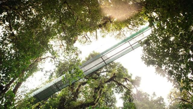 San Jose: Monteverde Sky Tram & Hanging Bridges Day Tour
