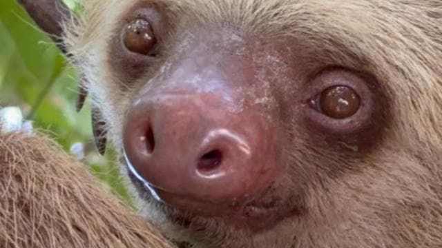 Cahuita: Walking Tour and Wildlife Sightseeing, Tour with Tour Guide