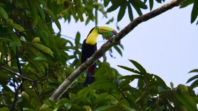 Tortuguero National Park: Jaguar Trail Day Walk Adventure