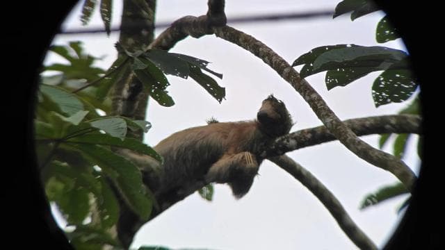Costa Rica: Sloth Tour at Juan Castro Blanco National Park