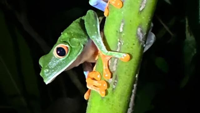 La Fortuna Night Walk in a High Biodiversity Rainforest
