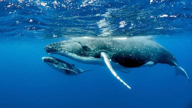 Uvita: Marino Ballena National Park Whale Watching Cruise