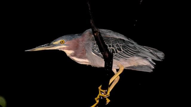 Manuel Antonio: Night Mangrove Safari Boat Tour with Dinner
