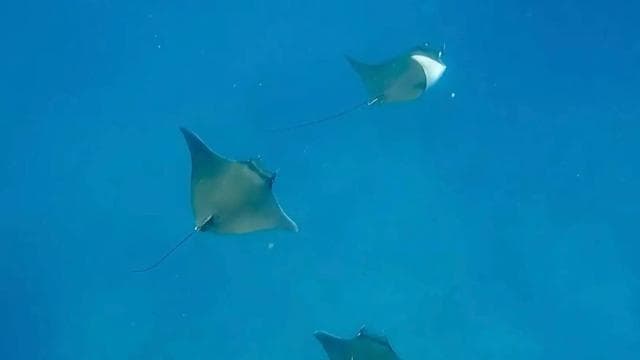 Caño Island Biological Reserve - Snorkeling or Diving