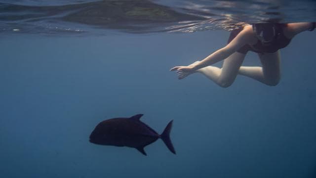 Whales Watching Adventure in Uvita with Expert Guides