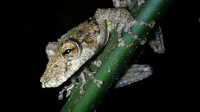 Monteverde Hanging Bridges and Night Walk Tour