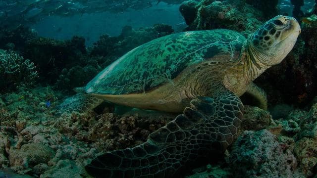 Uvita: Snorkeling at Caño Island - Unforgettable Experience