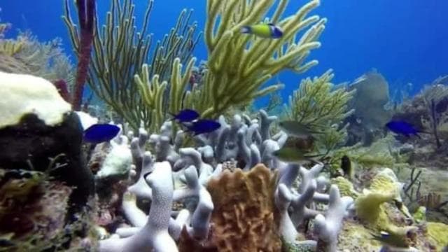 Catalina Island: Day Trip - Best Snorkeling!