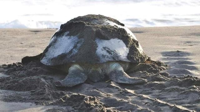 Tortuguero: Turtle Nesting Tour on Tortuguero Beach