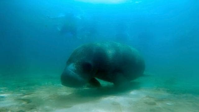 San Juan: Sea Turtles & Manatees Snorkeling with Video & Rum
