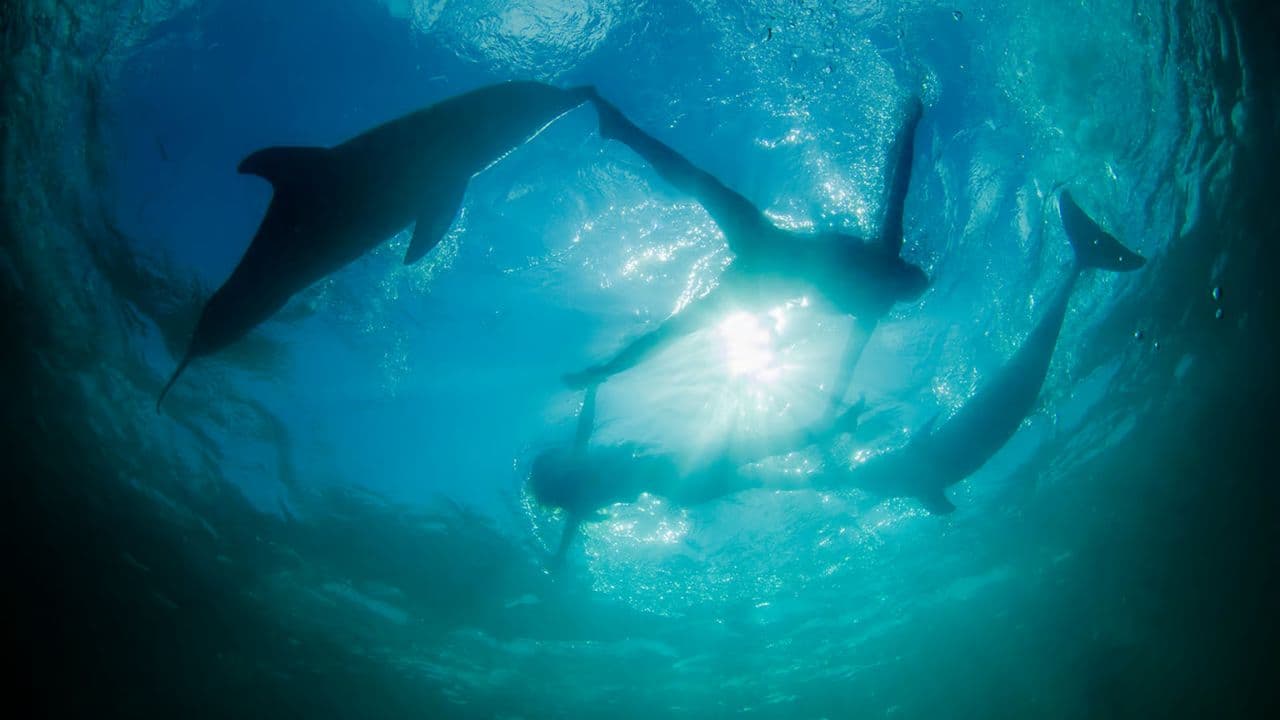 Swim with Dolphins in Punta Cana