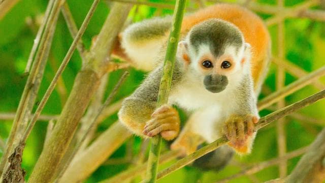 Uvita: Terraba Sierpe Wildlife Mangrove Kayak Tour CostaRica