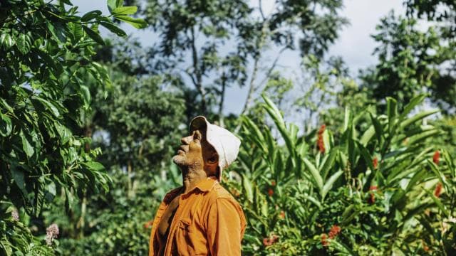 La Fortuna: Local Coffee Tour Experience