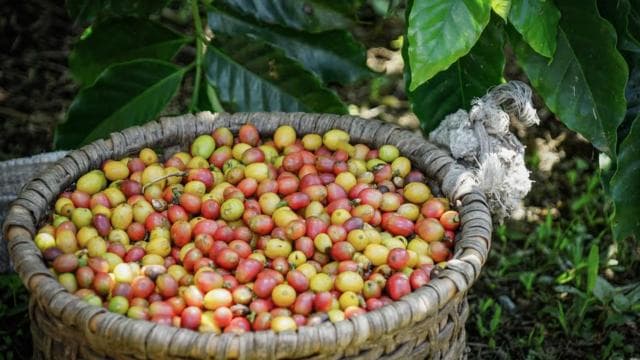 La Fortuna: North Fields Coffee and Chocolate Tour