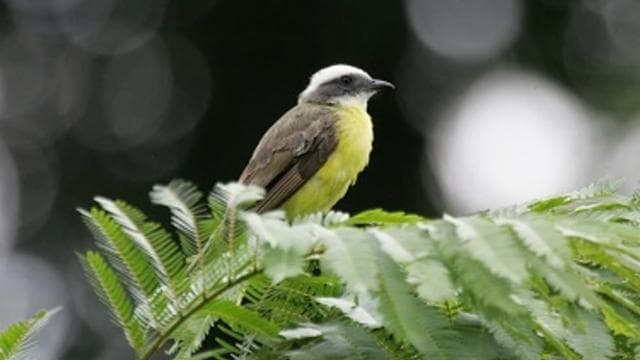 Bird Watching Tour at Rainforest Adventures Braulio Carrillo