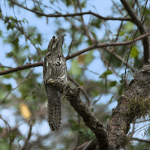 Bayahibe: Bird Watching & Cotubanama National Park