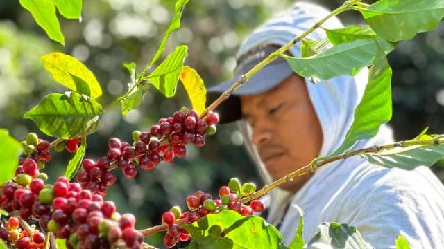 Monteverde: Coffee Farm & Roastery Tour with Tasting