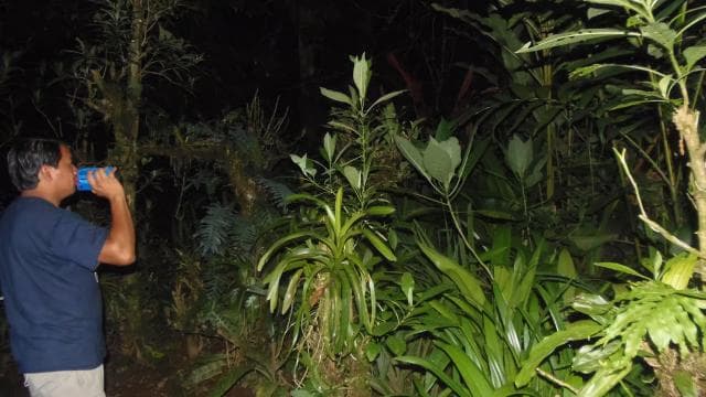 La Fortuna: Ecocentro Danaus Rainforest Night Expedition