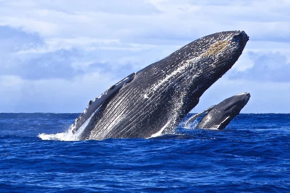 Whale Watching from Uvero Alto and Cayo Levantado (Bacardi Island)