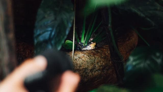 La Fortuna: Forest & Wildlife Nocturnal Escapade