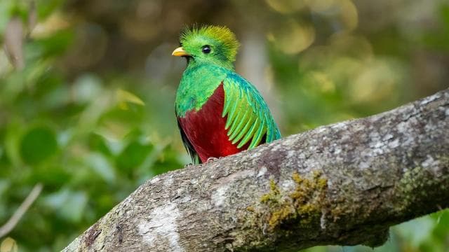 Quetzal: Costa Rica Birdwatching Experience - Los Quetzales