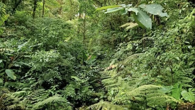Santa Elena: Private Guided Walk in the Cloud Forest Reserve