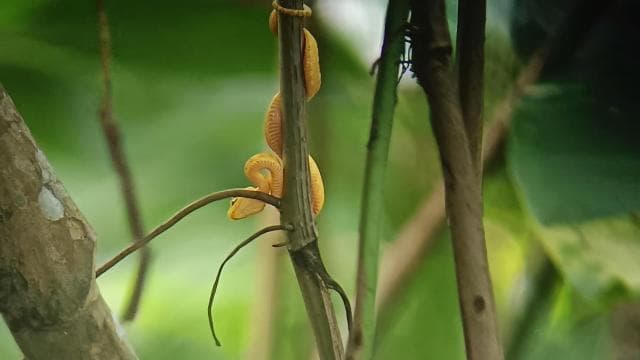Cahuita: National Park Wildlife & Sightseeing Guided Tour