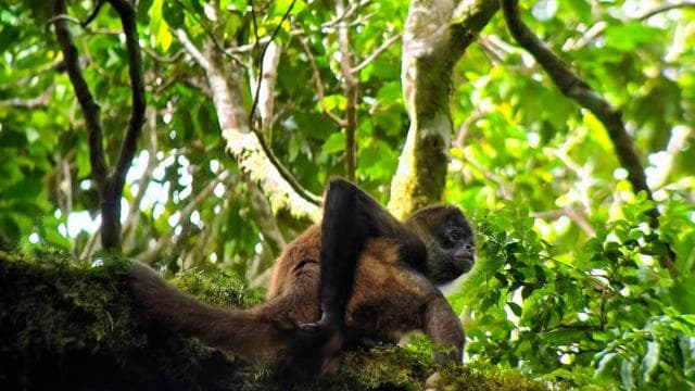 Monteverde: Exploration of the Cloud Forest