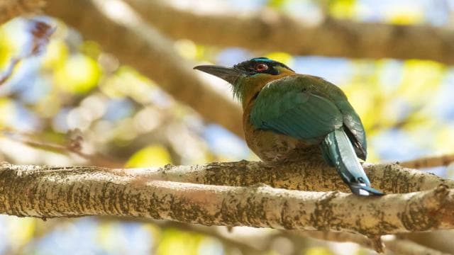 San Jose: Walking Nature Tour with Sloths, Birds, and Trees