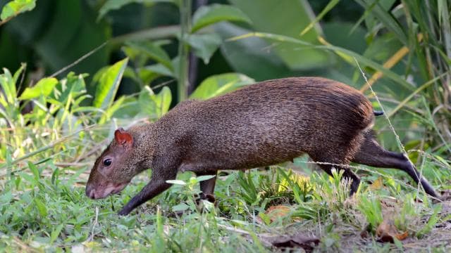 Carara National Park: Guided Walk Carara Costa Rica Nature