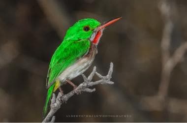 Los Haitises: Sunrise or Sunset wildlife focus