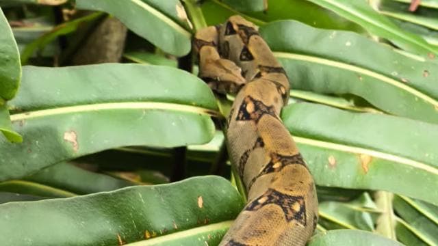 Quepos Mangrove Boat Tour