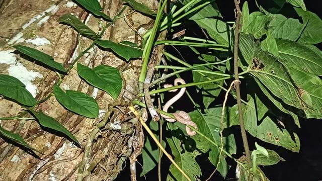 Cahuita's Tarantula Way Night Tour