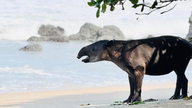 From Uvita: Day Trip to Corcovado National Park by Boat