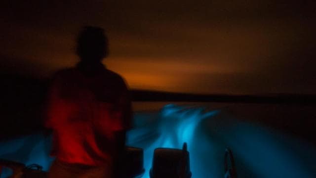 From Jaco: Bioluminiscence Boat Tour with BBQ & Drinks