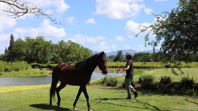 Hacienda Campo Rico: 2-hour history and horse demonstration