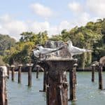 Los Haitises Boat Private trip – From Punta Cana