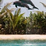 Dolphin Encounter at Ocean World, Puerto Plata - Dominican Republic