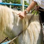 Punta Cana: ATV and Horseback Ride Adventure Tour