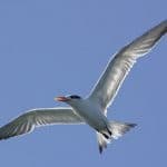 Birdwatching in Los Haitises National Park