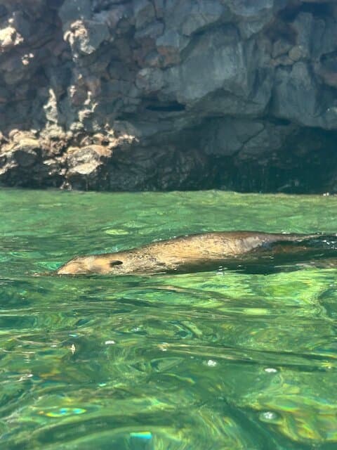 Day tour to Pinzón Island and La Fé/Palmitas Bay with snorkeling and fishing