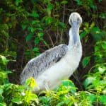 Los Haitises National Park Tour from Las Terrenas, Samaná. Half Day Trip. Lunch at Caño Hondo