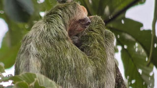 Costa Rica: Sloth Tour at Juan Castro Blanco National Park