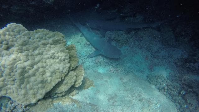 Playa Uvita: Caño Island Snorkeling Tour with Lunch