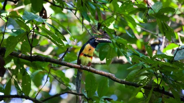 Rincón de la Vieja: One-Day Nature Tour