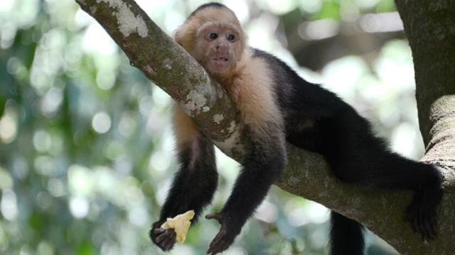 San Jose: Monteverde Sky Tram & Hanging Bridges Day Tour