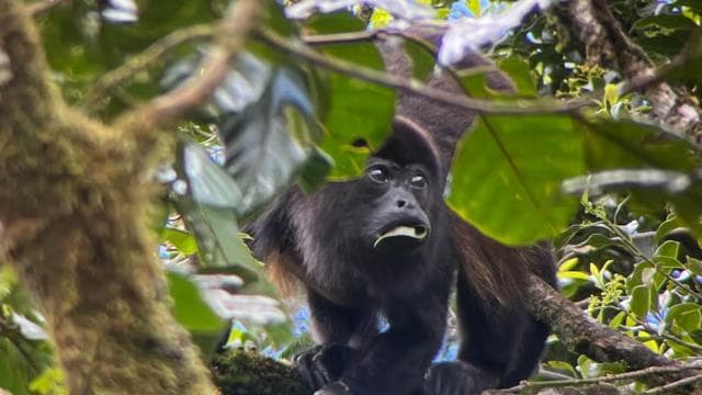 Monteverde cloud forest preserve tours